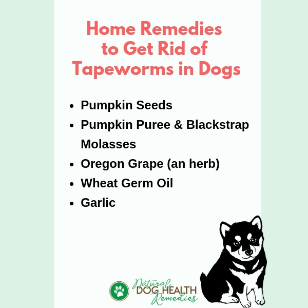 Tapeworms in Dogs Using Natural 