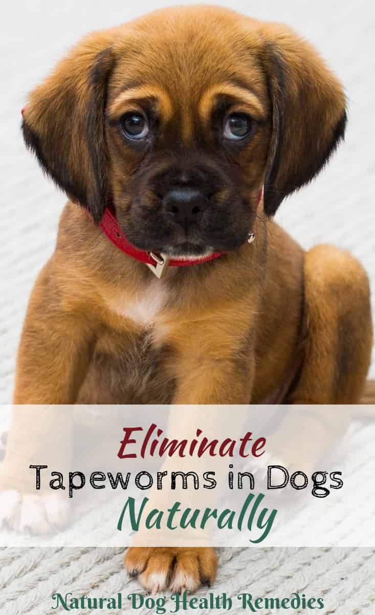 Eliminate Tapeworms In Dogs Using Natural Home Remedies