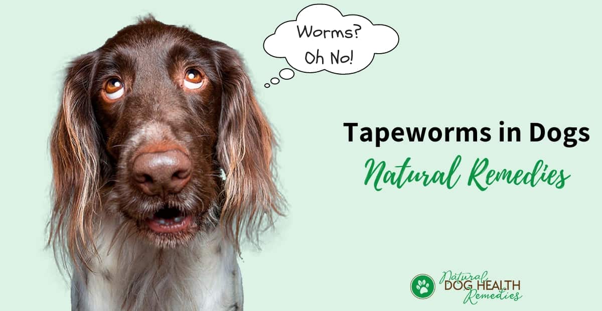 tape worm in dog