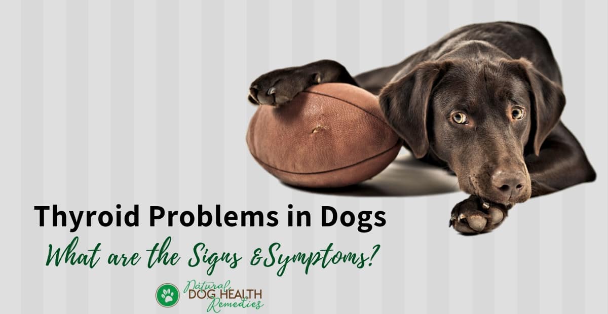 Signs Of Thyroid Problems In Dogs