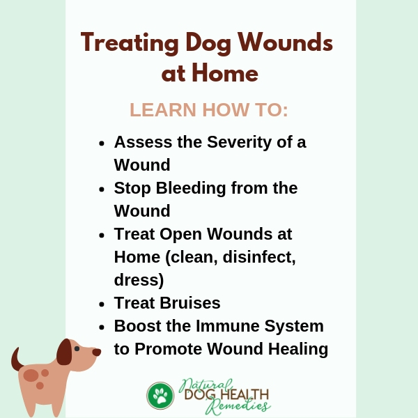 Open Wounds in Dogs - Symptoms, Causes, Diagnosis, Treatment, Recovery,  Management, Cost