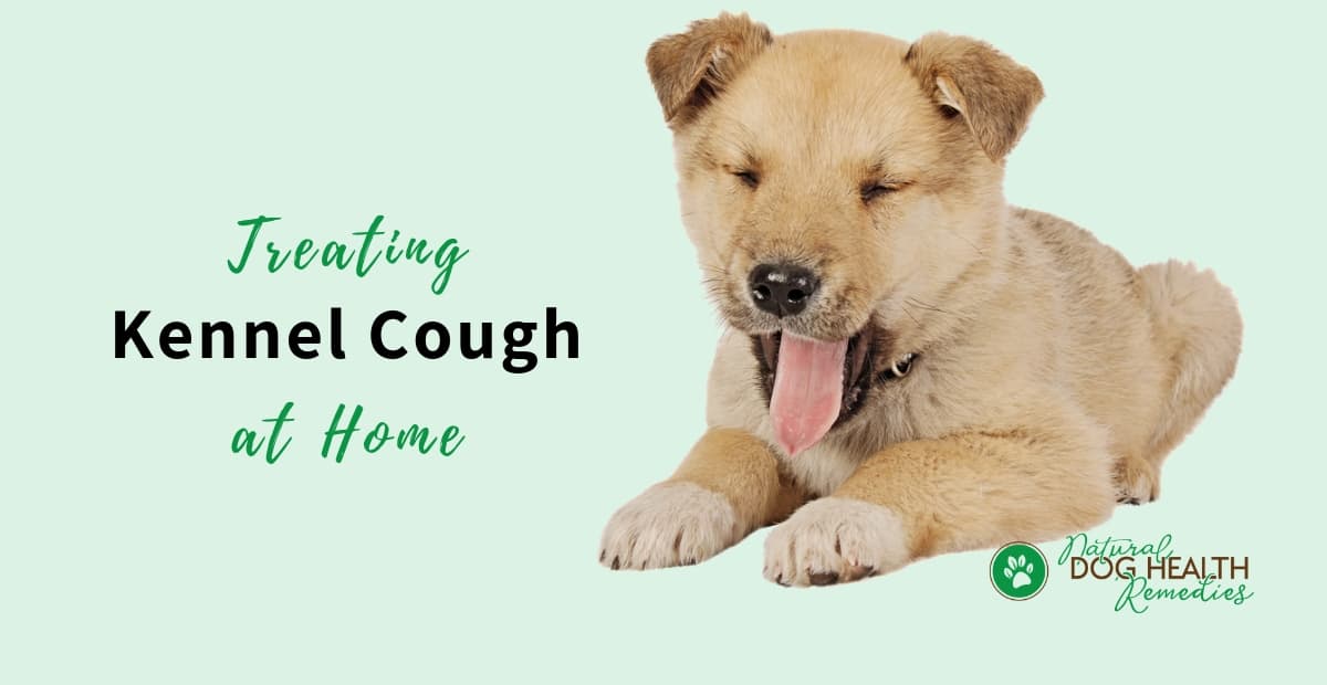 what is good for dogs coughing