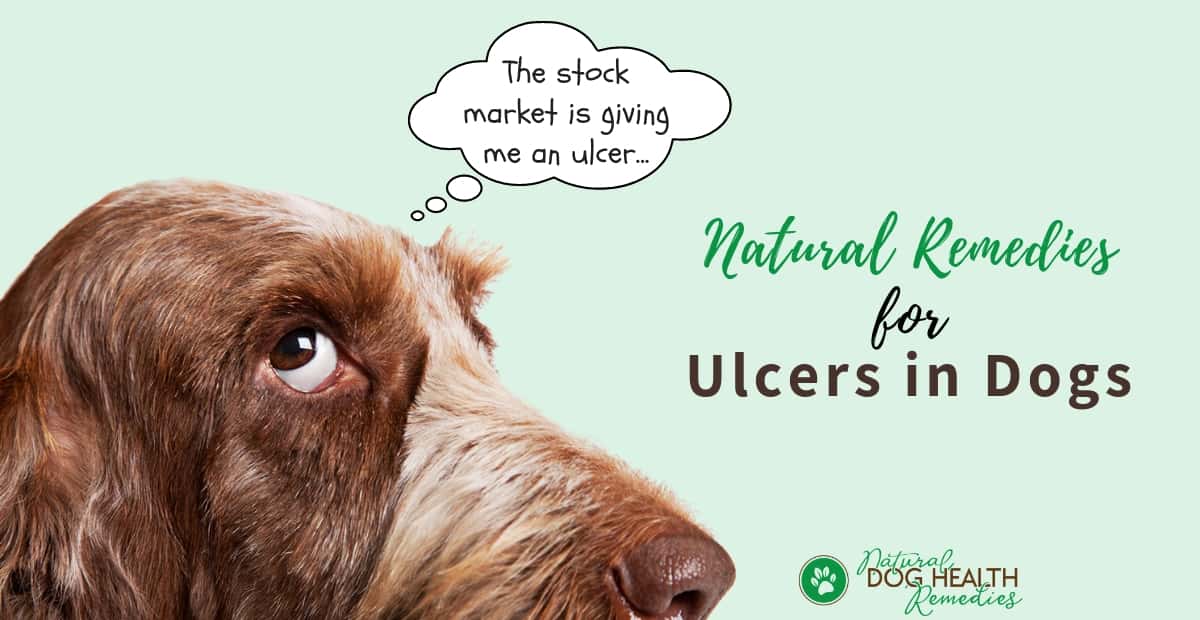 Stomach Ulcers In Dogs Symptoms Causes And Natural Remedies