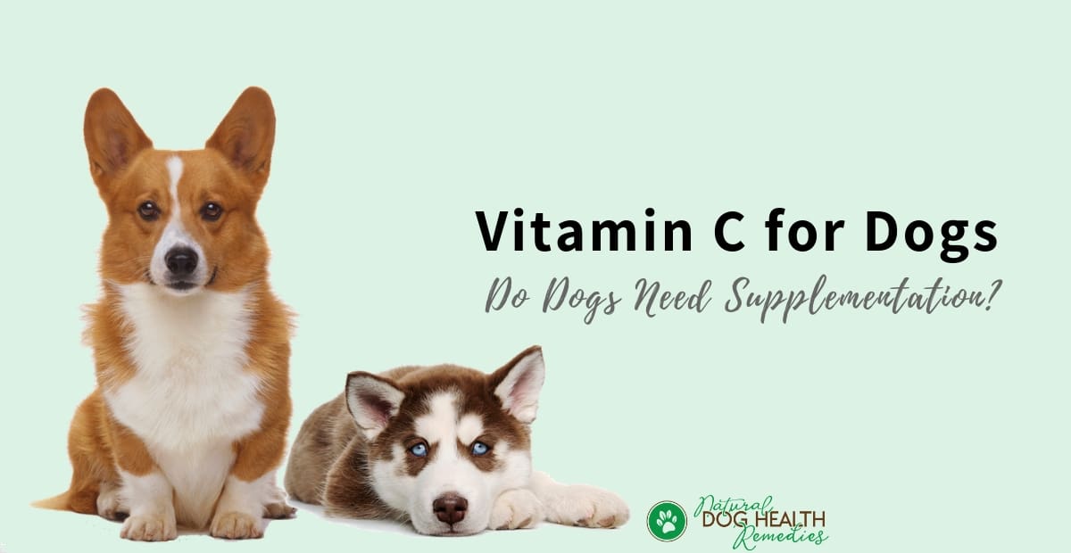 Vitamin C for Dogs Benefits & Dosage