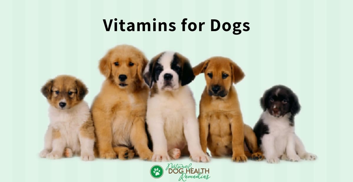 Vitamins for Dogs Natural Supplements for Dogs