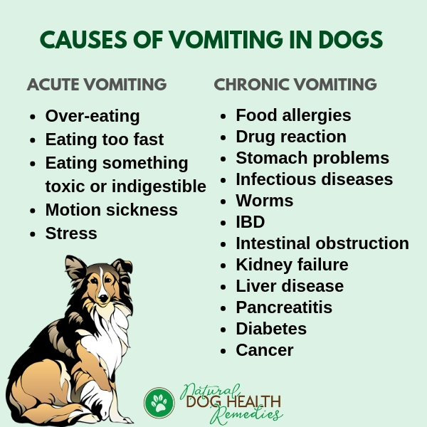 Causes of Vomiting in Dogs | Caring For a Vomiting Dog