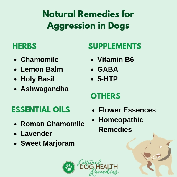 Aggression in Dogs Causes and Holistic Natural Treatment