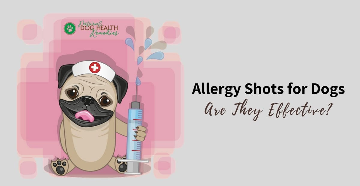 Allergy shots best sale for dogs