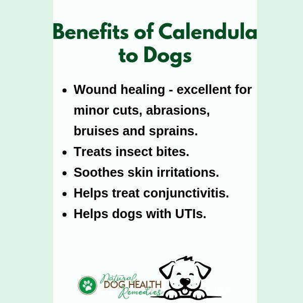 Benefits of Calendula to Dogs