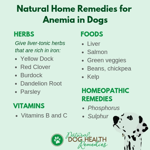 Canine Anemia Causes, Symptoms and Natural Remedies