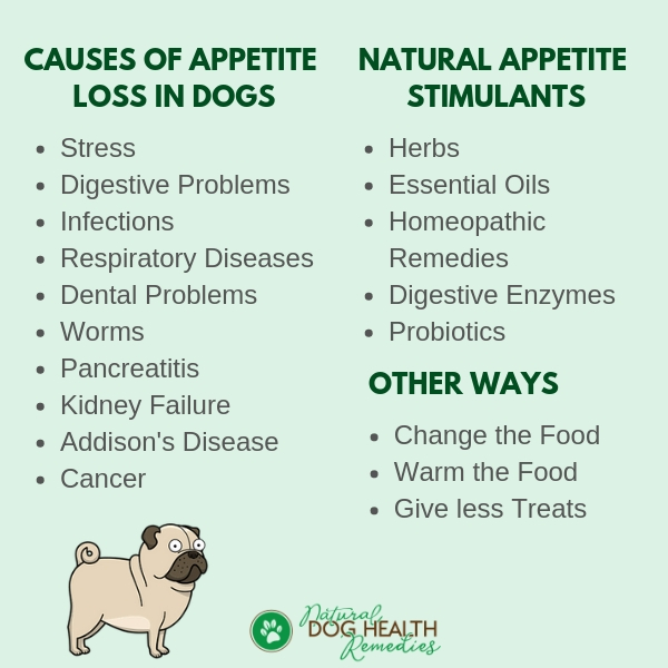 why does my dog have a loss of appetite