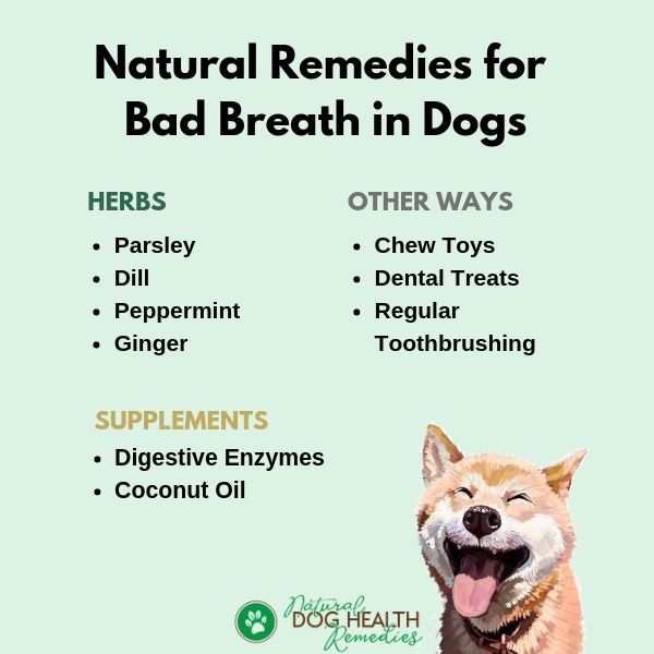 What Can I Give My Dog For Bad Breath Home Remedies to the Rescue