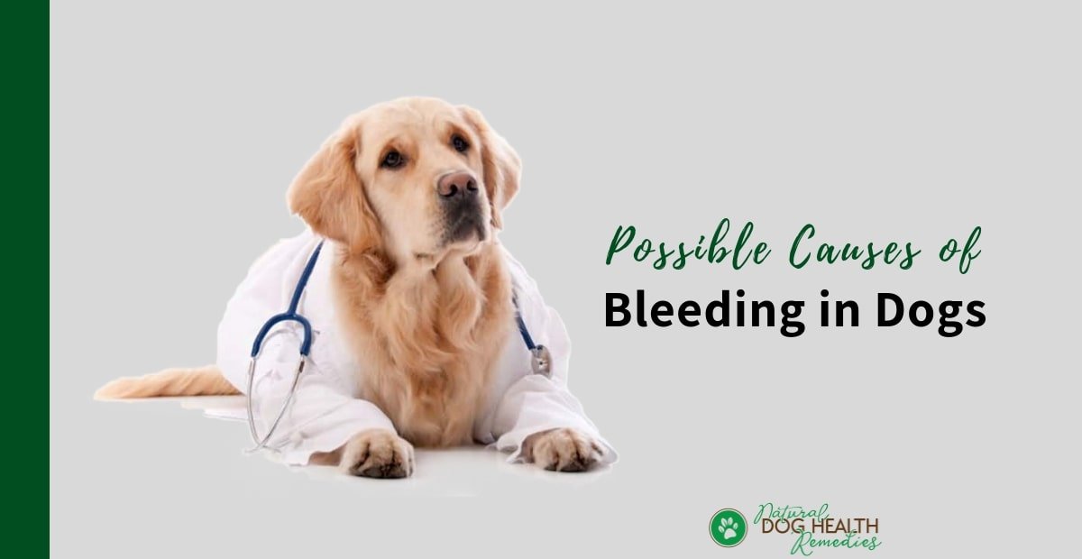 Dog Bleeding Causes and How to Take Care of the Bleeding Dog