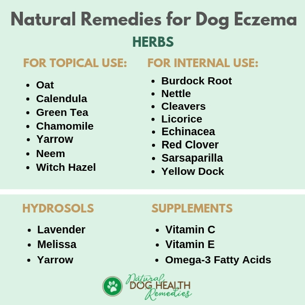 Dog Eczema Causes, Symptoms, and Natural Home Remedies