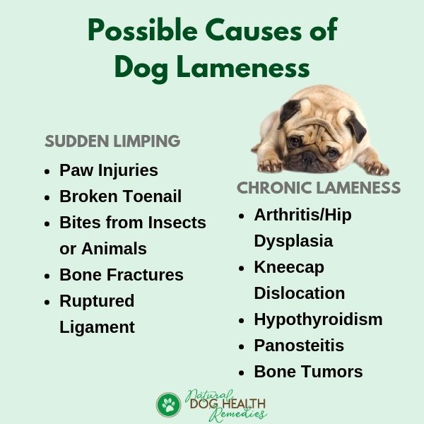 Dog Lameness | Top Causes of Limping in Dogs