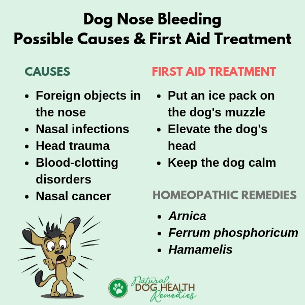Dog Nosebleeding Causes & First Aid Treatment