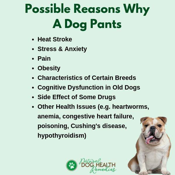 what causes dogs to pant constantly