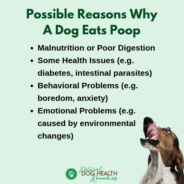 Why Do Dogs Eat Poop? And What You Can Do To Stop Them?