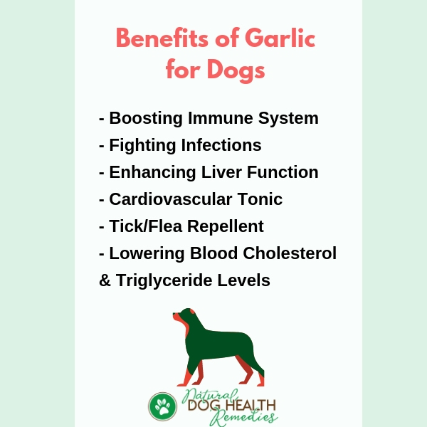 Is Garlic Safe for Dogs? How Much Garlic Can a Dog Safely Eat?