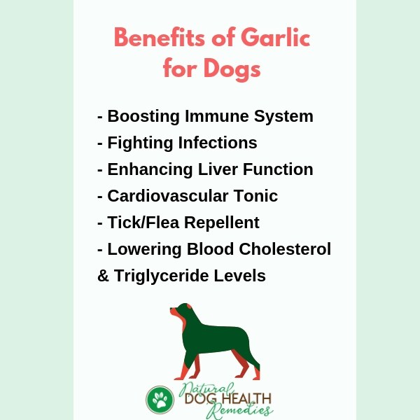 how much garlic is toxic to dogs