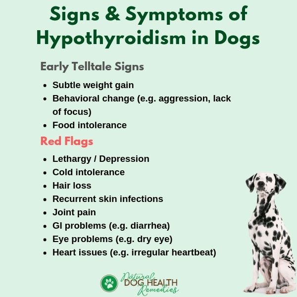 Hypothyroidism In Dogs Symptoms Pictures Thyroid Problems In Dogs 