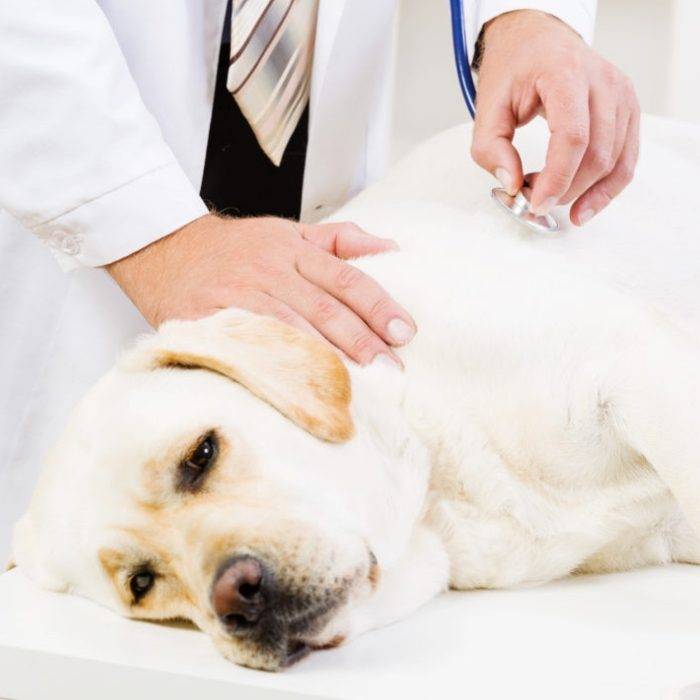 Canine store health problems