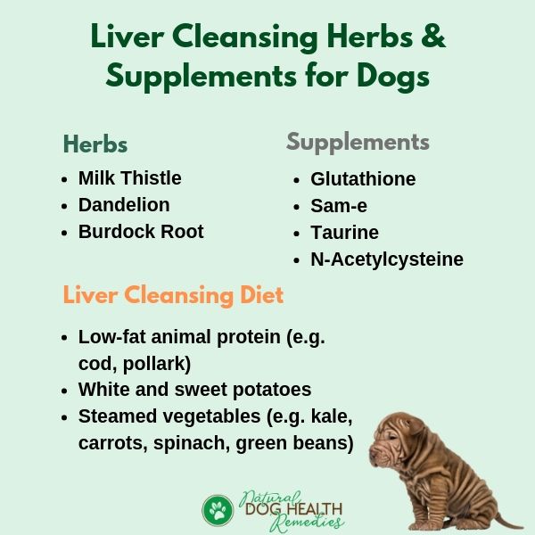 Liver Cleanse for Dogs