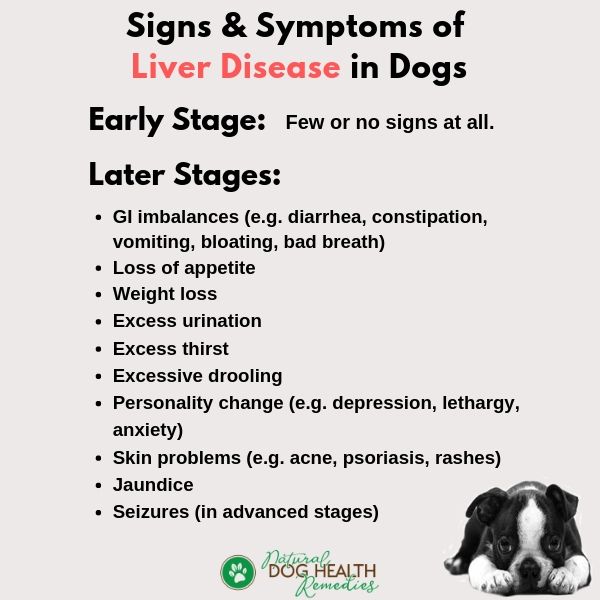 Liver Disease in Dogs - Causes, Symptoms & Treatment