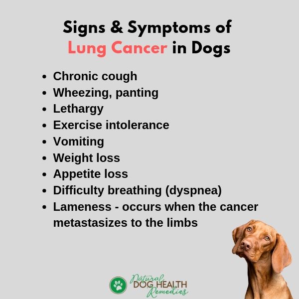 Lung Cancer In Dogs Symptoms Causes Treatment