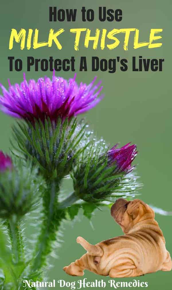 Milk Thistle Benefits for Dogs