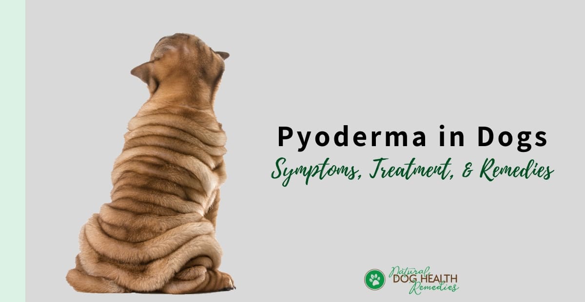 Pyoderma dog home store remedies