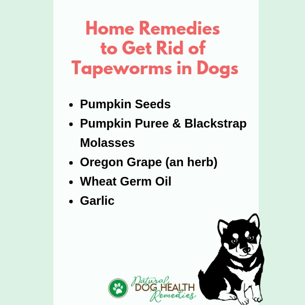 eliminate-tapeworms-in-dogs-using-natural-home-remedies