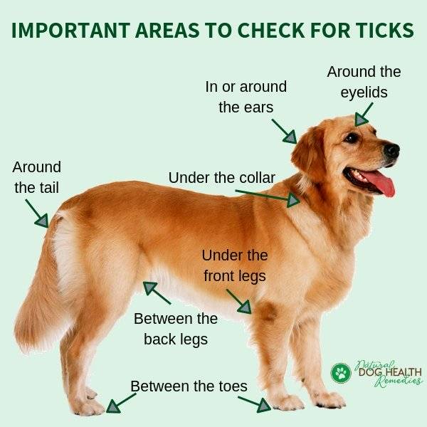 ticks on dogs treatment natural