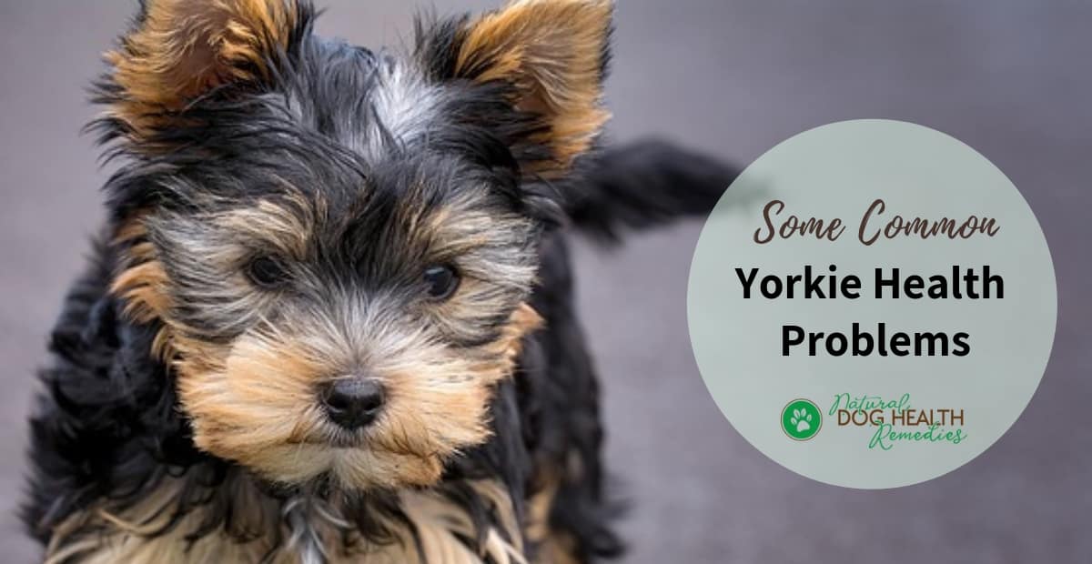 yorkie-health-problems-life-span